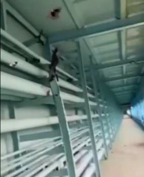 ВИДЕО разкри какво се случва в Запорожката АЕЦ след щурма на руснаците 