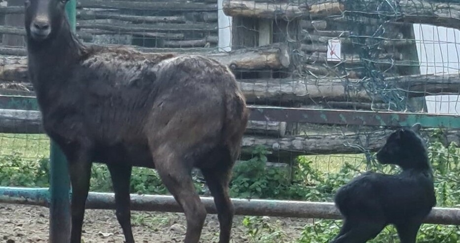 Нещо уникално се случи във варненския зоопарк днес