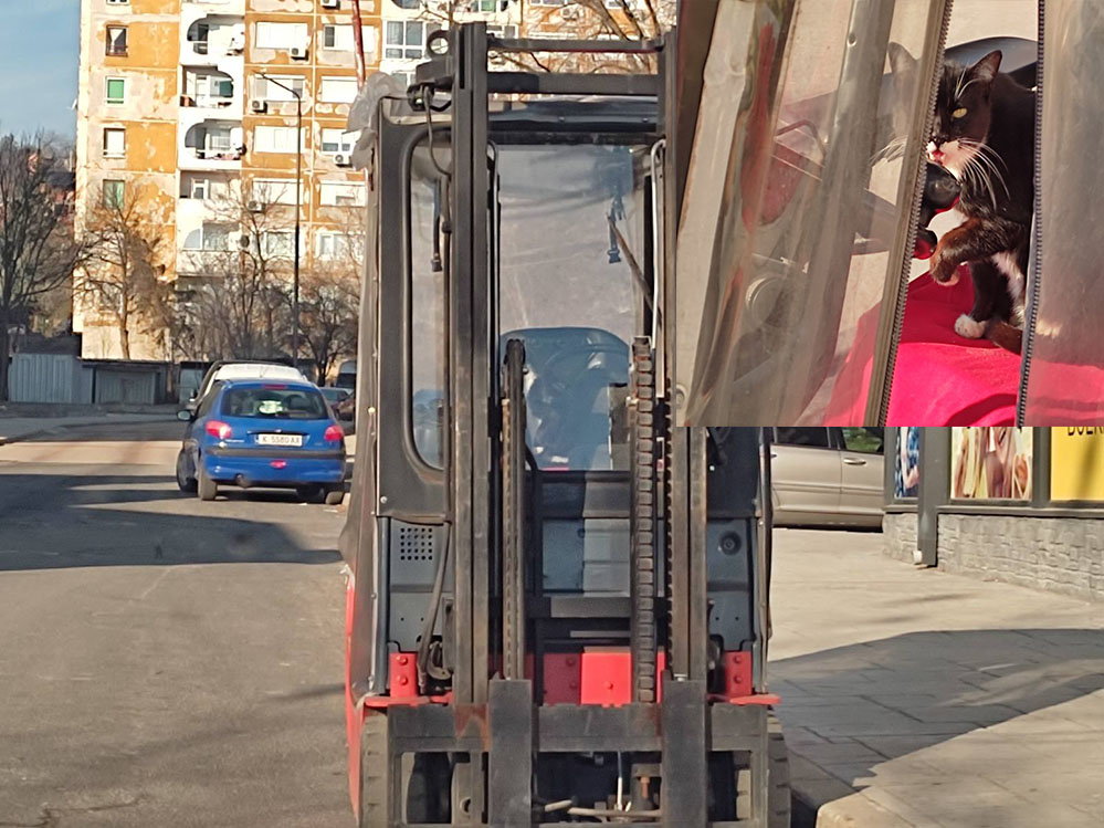 Успя ли котка да подкара мотокар в Кърджали СНИМКА