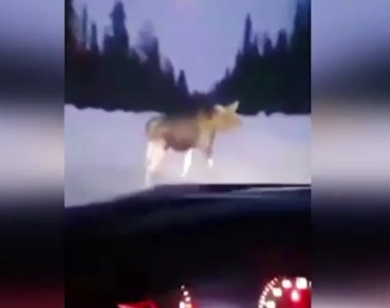 Лос нападна шофьор, който го... дразни ВИДЕО