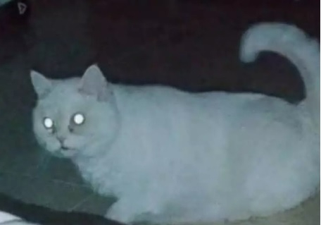 Мрежата се тресе от смях: Гладен котарак разигра драма, достойна за "Оскар" ВИДЕО