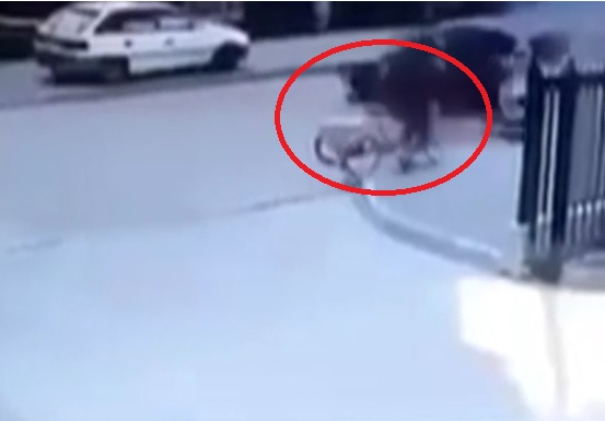 Невиждано чудо! Жена оцеля след тази зверска катастрофа в Дулово ВИДЕО
