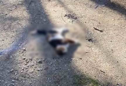 Зверство: Изверг трови десетки котки в Пловдив СНИМКИ