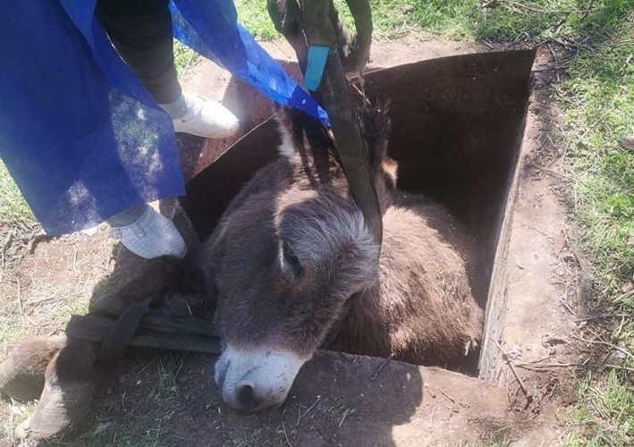 Такава зрелищна акция заради магаре не се вижда всеки ден ВИДЕО 