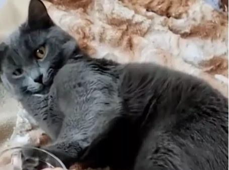 Котка накара мрежата да се тресе от смях, вижте защо ВИДЕО
