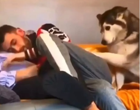 Ревниво куче, мечтаещо за прегръдка, трогна мрежата ВИДЕО
