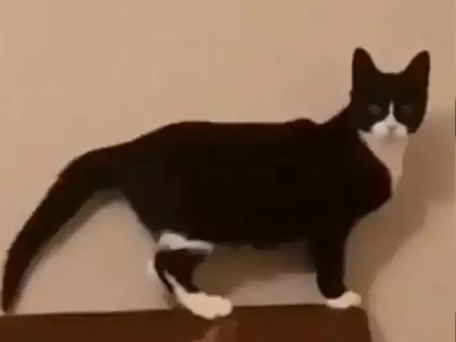 Котарак поздрави собственика си и накара мрежата да се смее ВИДЕО