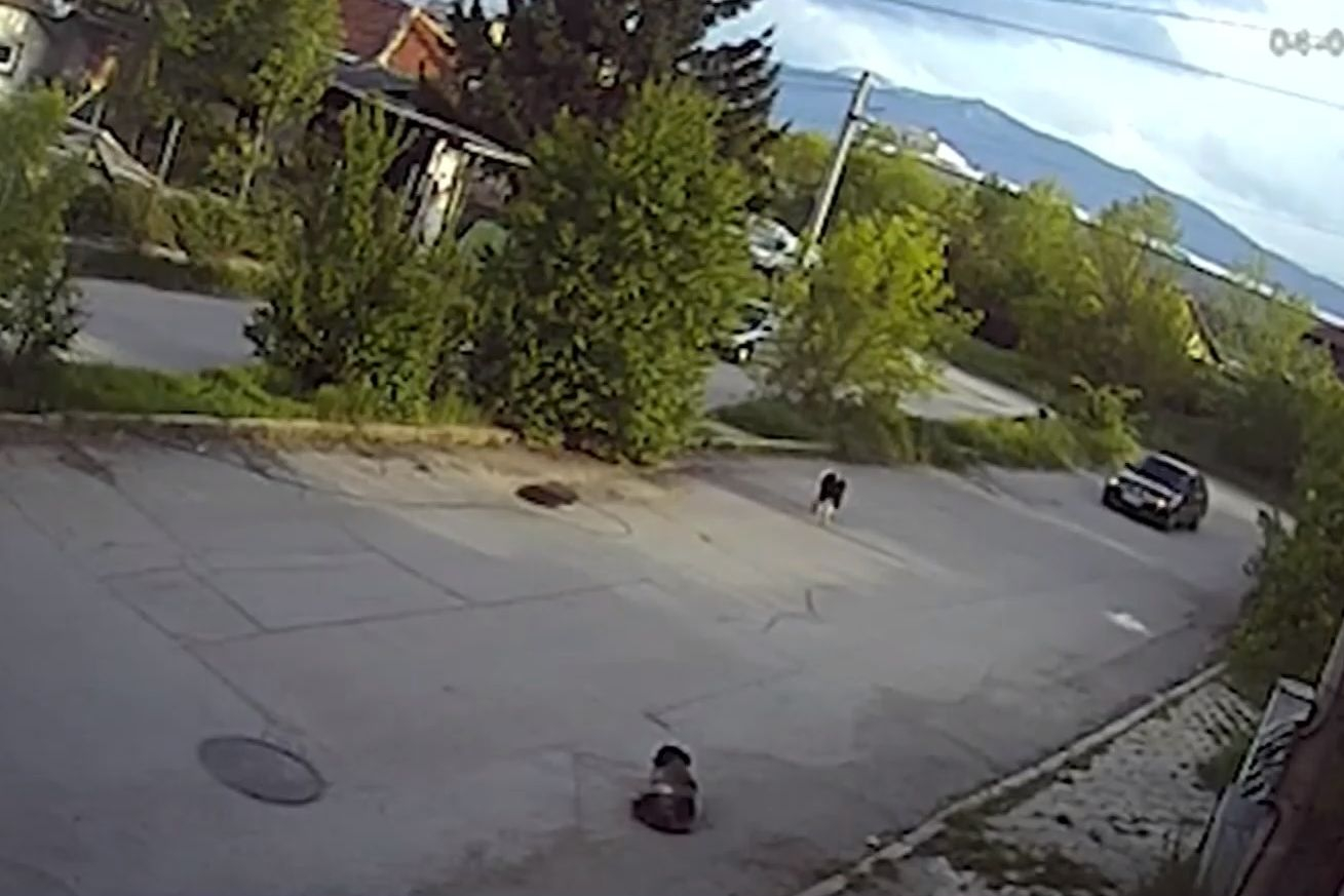 Изрод прегази нарочно куче в столичен квартал ВИДЕО