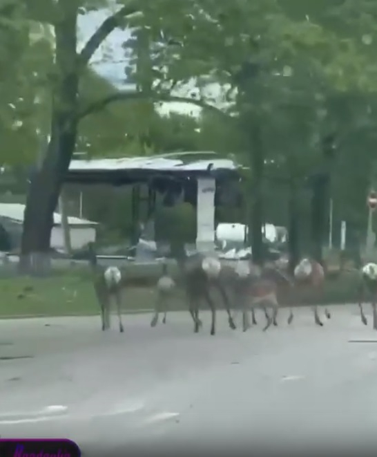  ВИДЕО от войната: Стада диви свине и сърни бродят из Харков 
