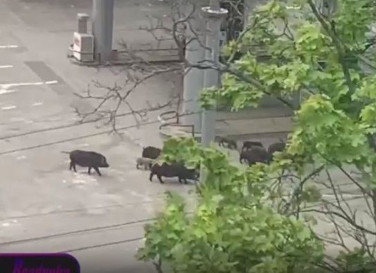 ВИДЕО от войната: Стада диви свине и сърни бродят из Харков 