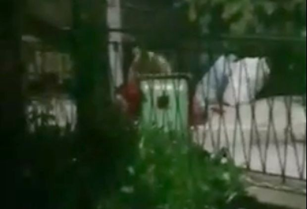 Страшен звяр броди по тъмна доба в центъра на Чепеларе ВИДЕО 