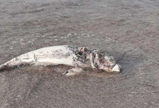 Зловеща находка на плаж "Смокиня" 