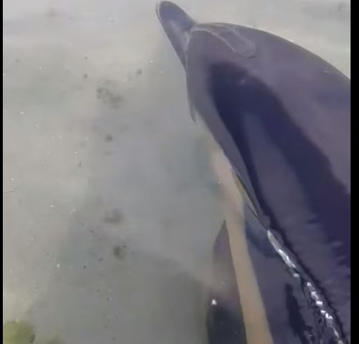 Прекрасно животно плува до хората на плаж във Варна ВИДЕО