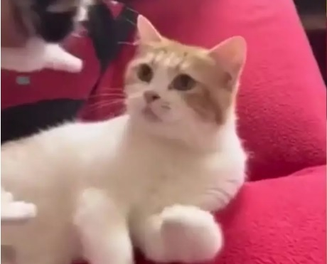 Тази майка котка трогна мрежата, вижте защо ВИДЕО