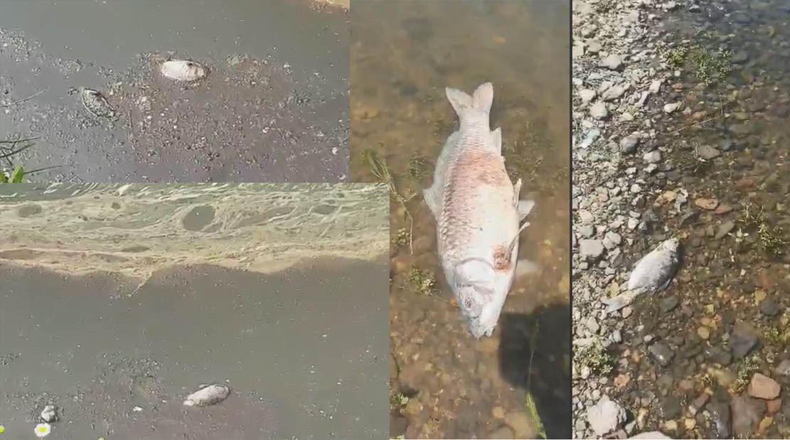 Страшна гадост се носи във водите на язовир "Студен кладенец"