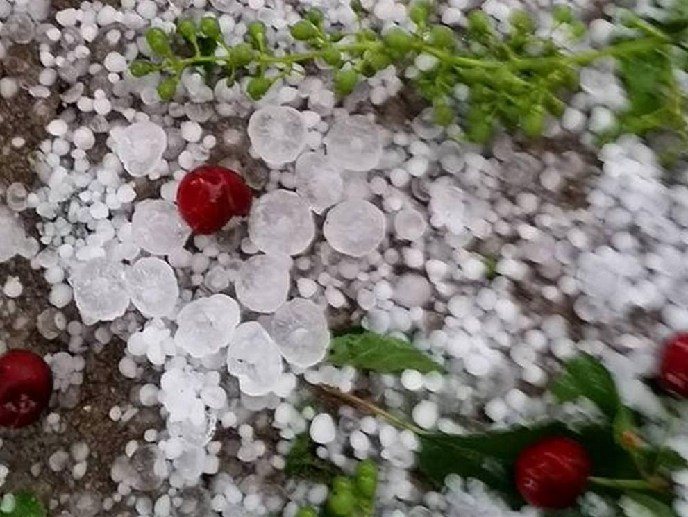 Ще останем ли без родни череши, ето какво се случи в Кюстендилско 