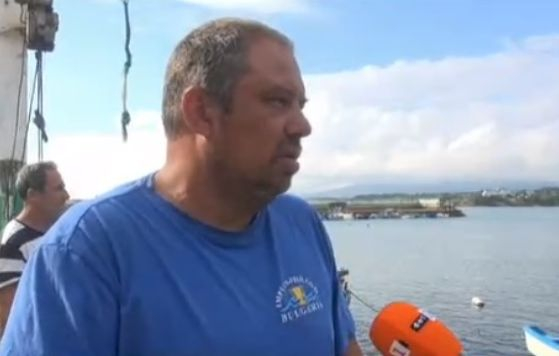 Делфините в Черно море полудяха заради войната в Украйна 