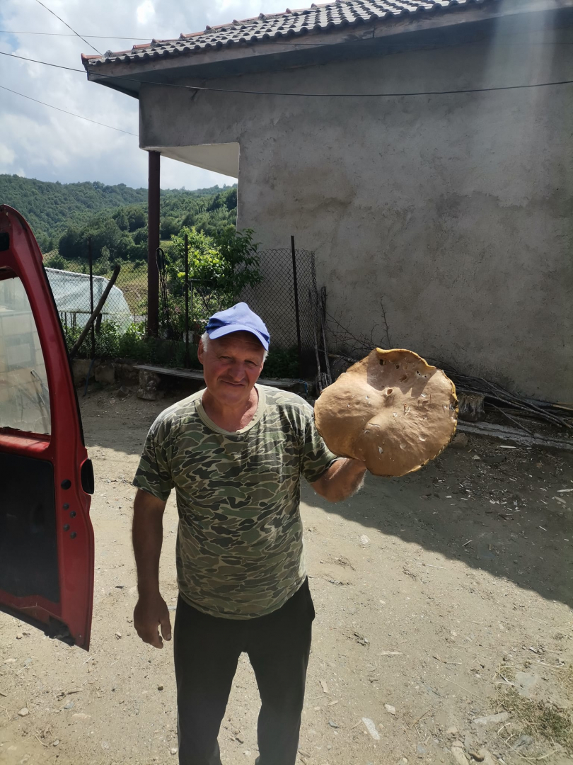 Манатарка-гигант едва се побра на масата на стар гъбар в Родопите СНИМКА