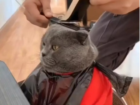 Котарак влюби в себе си мрежата, вижте защо ВИДЕО