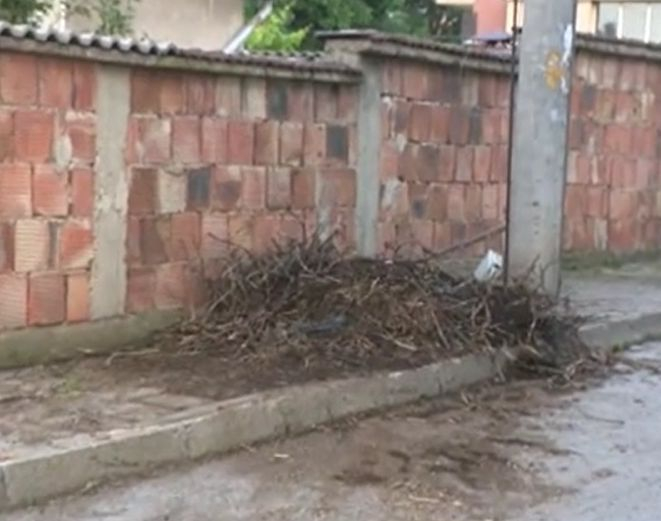 Столичани алармират за грозно престъпление с три убити щъркела 