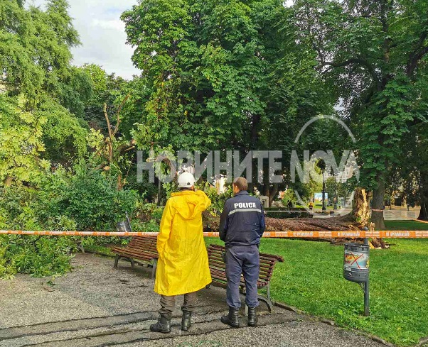 Екшън с паднало дърво пред Народния театър, има ранено момиче СНИМКИ