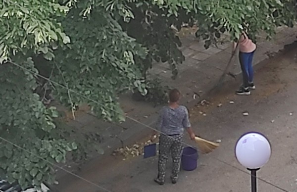 Никога вече няма да пиете липов чай, ако видите как роми събират цветовете на тези СНИМКИ