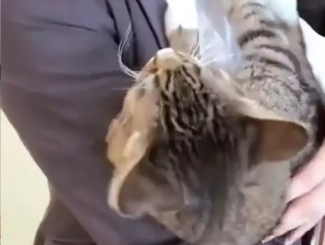 Котарак научи командата "гушкане" и предизвика възторг в мрежата ВИДЕО