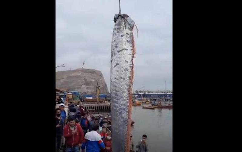 Чилийски рибари уловиха морска твар - "предвестник на бедствия" ВИДЕО