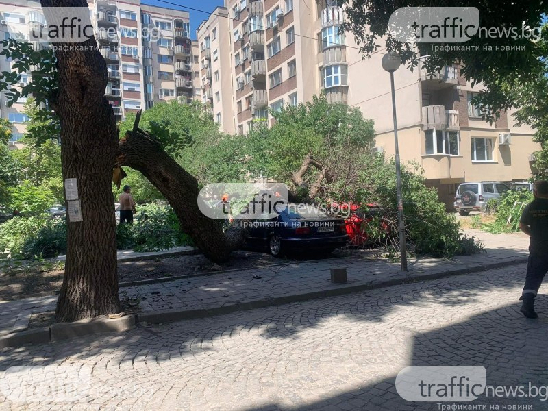 Инцидент с огромен клон в Пловдив СНИМКИ