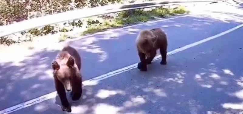 Моторист срещна две мечки на път у нас и ето какъв е резултатът ВИДЕО 