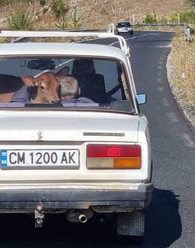 Само в Родопите: Такава гледка на път много рядко се вижда СНИМКА
