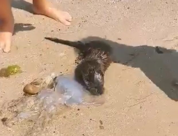 Хищник събра очите на плажуващите във Варна ВИДЕО 