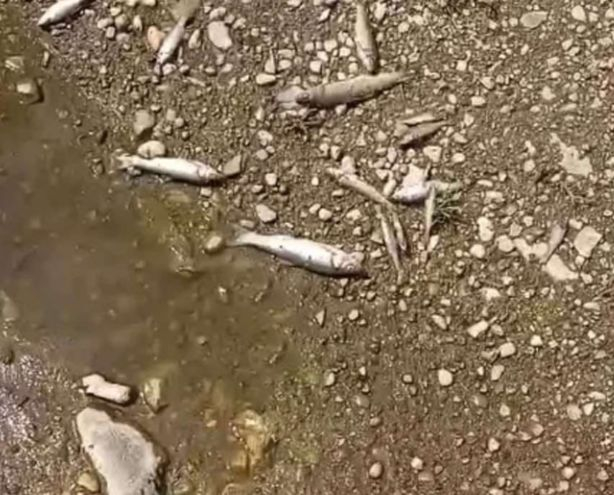 Зловеща гледка в река в Родопите ВИДЕО 