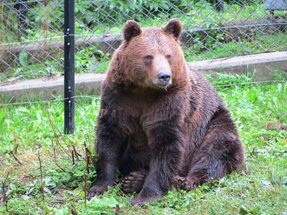 Белица потъна в скръб! Почина мечката Нада, спасена от Бирджит Бардо