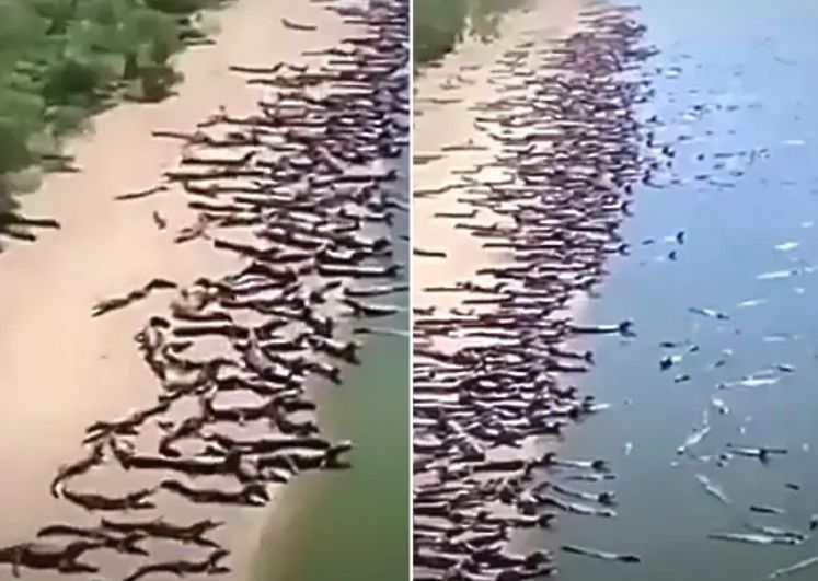 Пълен шок! Стотици крокодили нахлуха на този плаж ВИДЕО