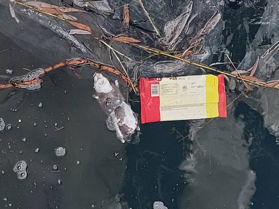 Гнусна гледка и куп трупове в морето край Морска гара СНИМКИ