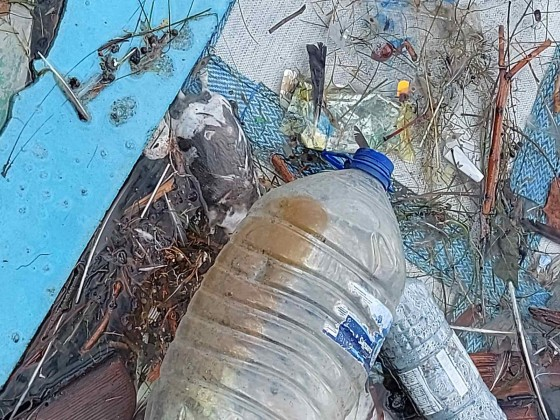 Гнусна гледка и куп трупове в морето край Морска гара СНИМКИ