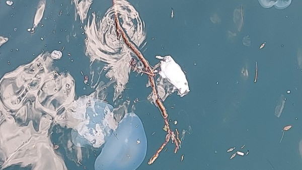 Гнусна гледка и куп трупове в морето край Морска гара СНИМКИ