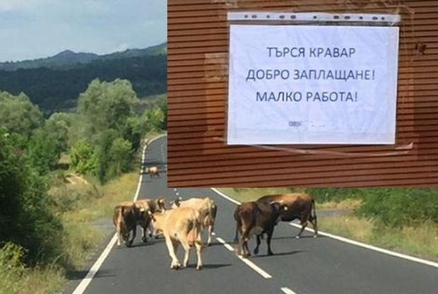 България не помни такава обява: Добро заплащане, малко работа СНИМКА
