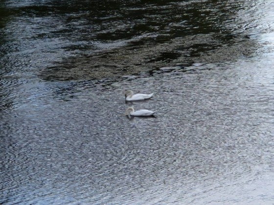 Не всеки ден се вижда такова нещо във водите на река Марица ВИДЕО