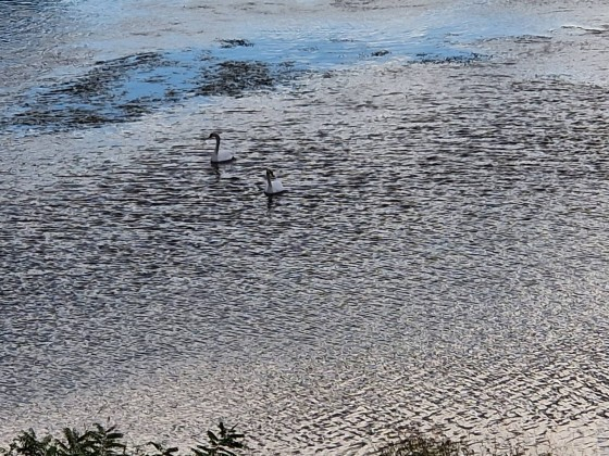Не всеки ден се вижда такова нещо във водите на река Марица ВИДЕО