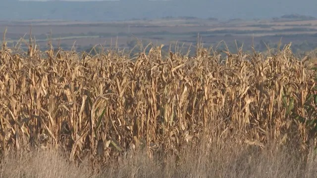 Роми откраднаха царевица и им се стъжни 