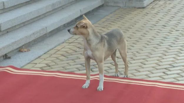 Мрежата пламна: Осиновителят на кучето от парламента шмърка бело и... ВИДЕО