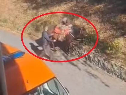 Историята на баба Наджие от махалата „Джелилер“ и коня й просълзи, но и възхити цяла България ВИДЕО