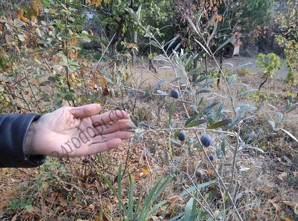 Чудо невиждано в Родопите: Беше предсказано, но никой и сега не вярва 