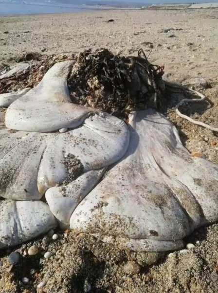 Жена срещна "нещо без лице" в Корнуол, никой не знае какво то СНИМКИ