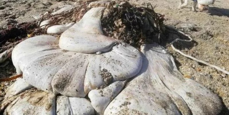Жена срещна "нещо без лице" в Корнуол, никой не знае какво то СНИМКИ