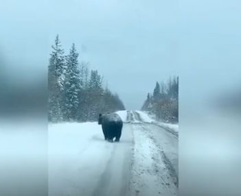 Нещо странно се случва с животните у нас, все повече не могат да...