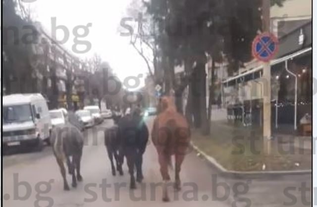 Перничани гледат и не вярват на очите си, такова нещо в центъра не се вижда всеки ден СНИМКА