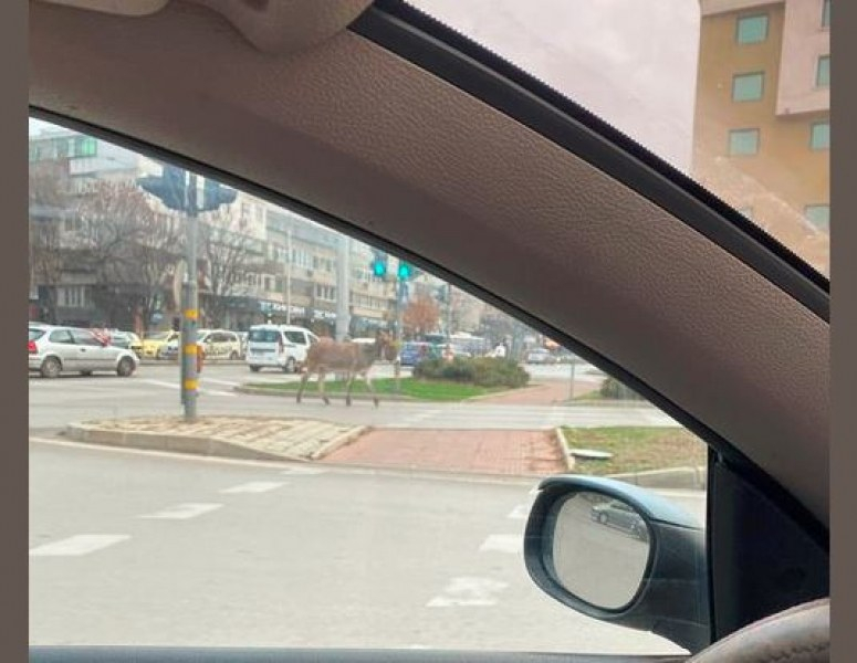 Варненските шофьори в шок заради магаре, всички се опитват да... СНИМКИ
